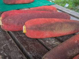 Buah Merah oil, virgin